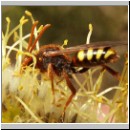 Nomada lathburiana - Wespenbiene w04.jpg